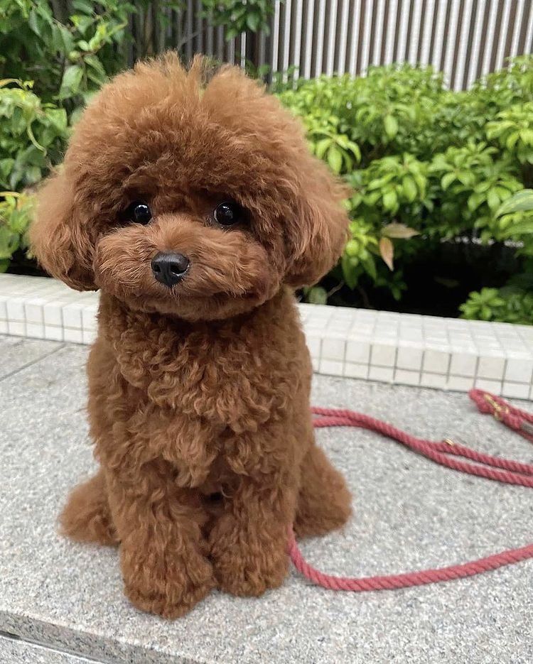 Teacup Poodle puppy